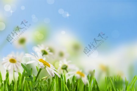 春天的菊花背景图片