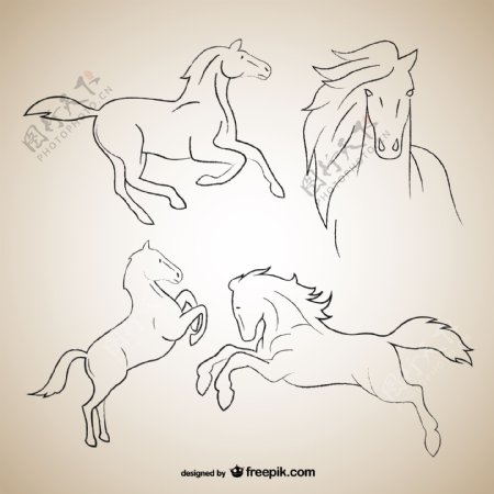 马的外形图