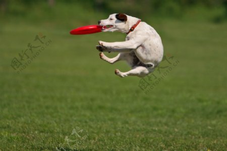 草地飞跃的小狗图片