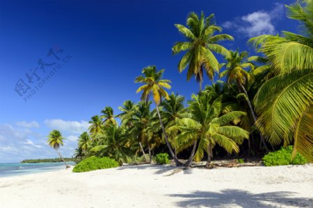 夏日椰树风景图片