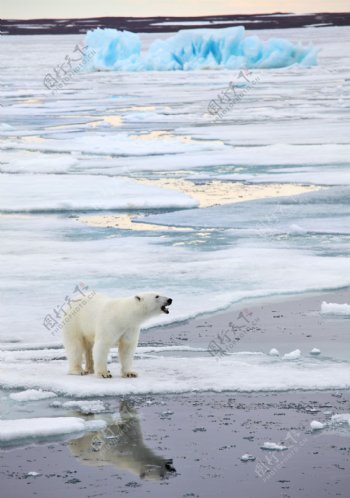 冰河里的北极熊图片