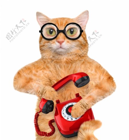 拨打电话的小猫图片