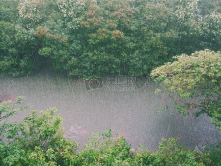 树的照片被雨水浇