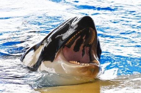 水里张开大嘴的鲸鱼图片
