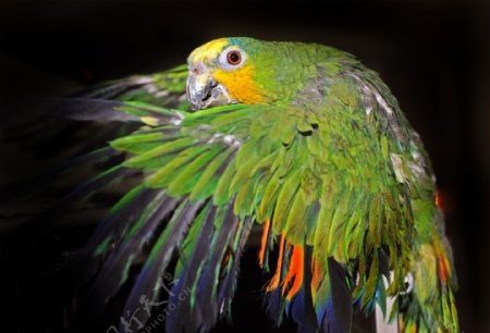 展翅的绿色鹦鹉图片