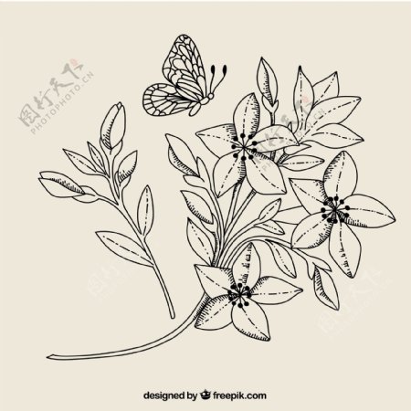 黑白花和蝴蝶