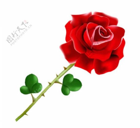 手绘单支带刺的红玫瑰