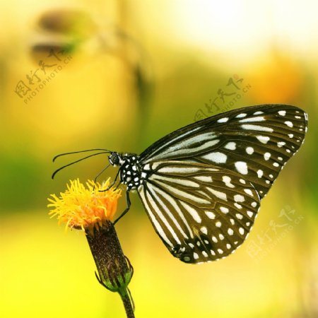 花朵上的蝴蝶图片