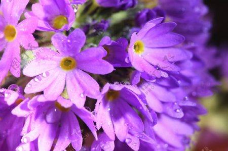 紫色鲜花上的露珠图片