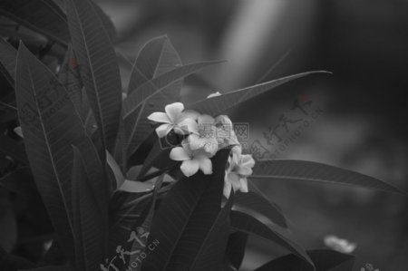 白瓣花的灰度照片