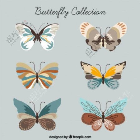 收集的蝴蝶