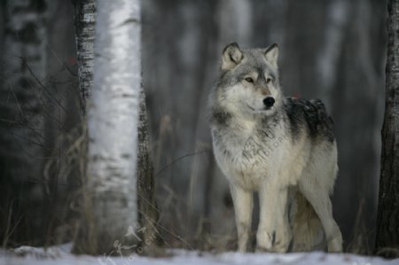 树林里的狼图片