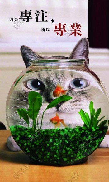 猫咪和鱼