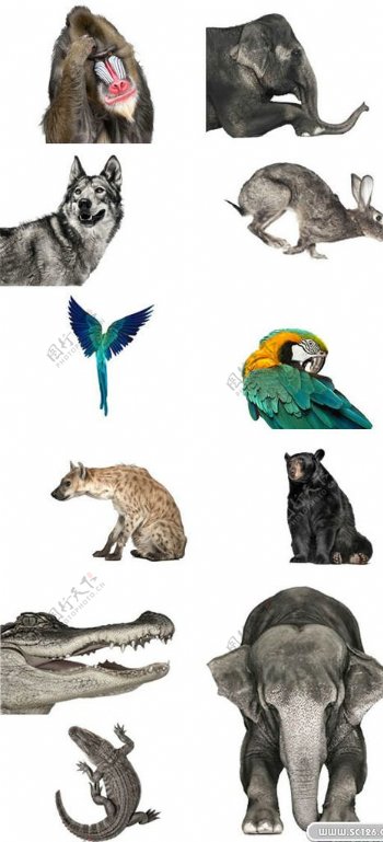 十一款动物