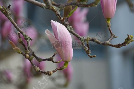 树枝上的粉色花朵