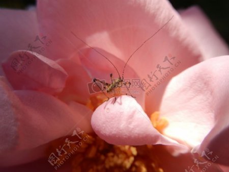 昆虫与花朵