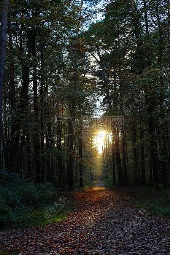 穿过森林的阳光