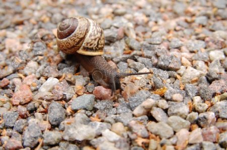 石头上爬行的蜗牛