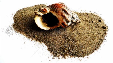 沙子上的海螺
