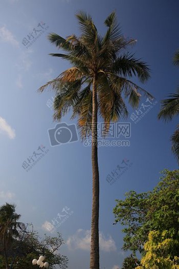 努力生长的棕榈树