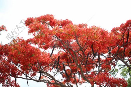 红颜色的树木