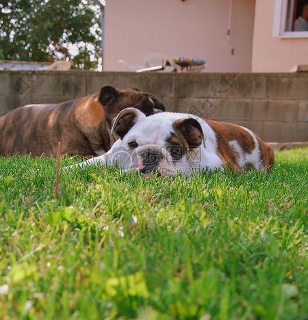 庭院草地上休息的小狗