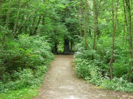 树林里的道路