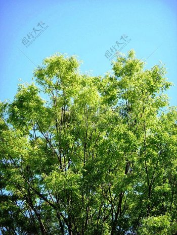 鲜嫩的绿色树木