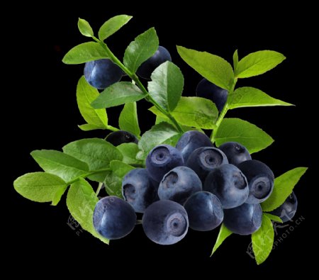 蓝莓果新鲜果实图片tif文件