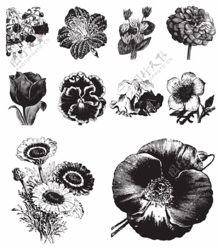 黑白手绘花朵植物插画