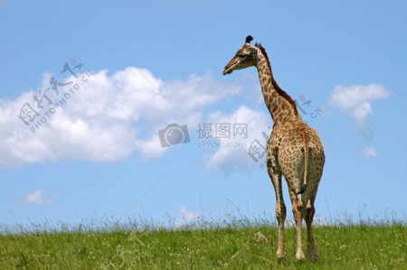草地上的长颈鹿
