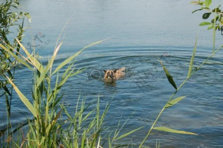 水里游泳的狗