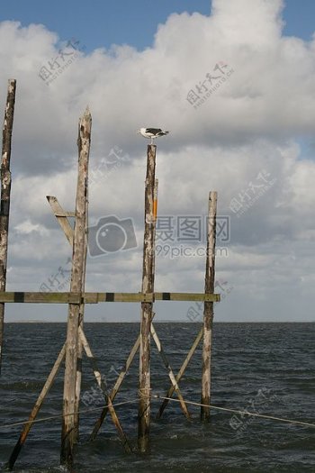 木杆上的海鸥