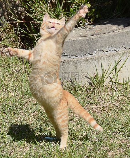 舞蹈的猫咪