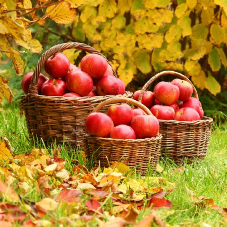 草地篮子里的红苹果图片