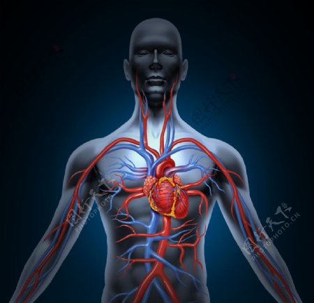 心脏和血管图片