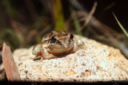 在一块岩石上的青蛙