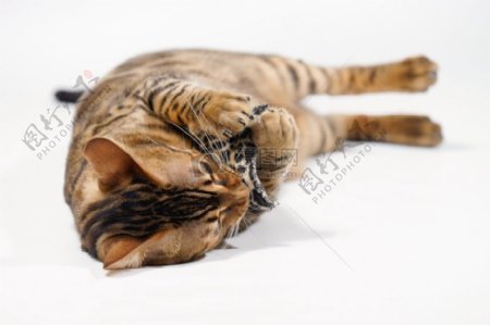 孟加拉猫抱着小枕头