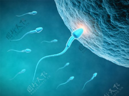 精子进入卵细胞图片