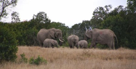 大象的家庭3