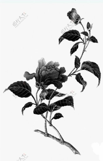 黑白茶花素描