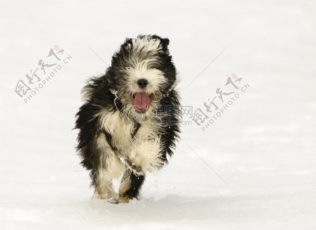 狗玩雪1