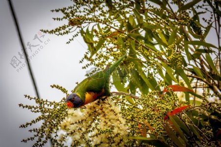 澳大利亚联邦彩虹澳洲鹦鹉