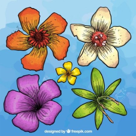 手绘五颜六色的花