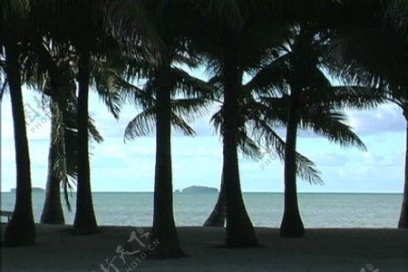 艾图塔基的棕榈树在一行股票的录像视频免费下载