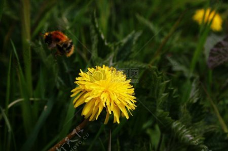 黄色花朵上的蜜蜂