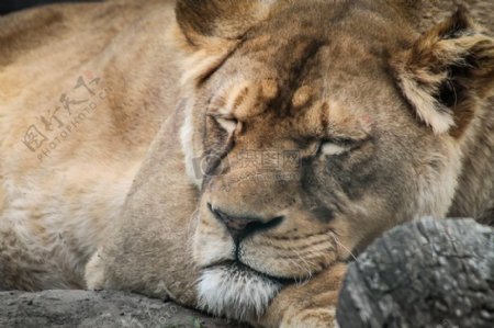 熟睡着的狮子