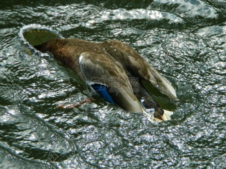 一只鸭的头在水里