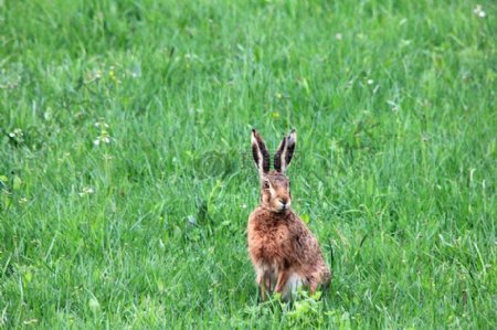 草地上可爱的兔子