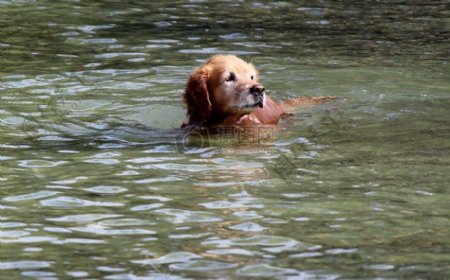 在水中玩耍的小狗